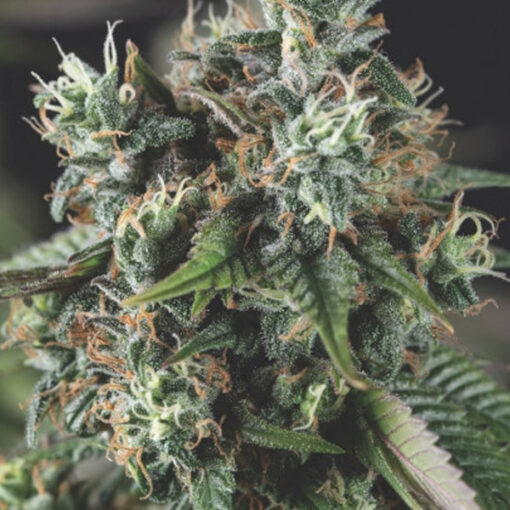 Auto Do-Si-Dos 3 u. fem. Pyramid Seeds