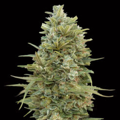 Auto Do-Si-Dos Cookies fem. 00 Seeds