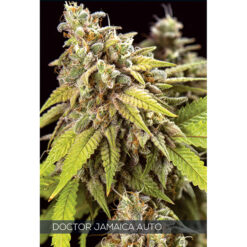 Auto Doctor Jamaica 3+1 u. fem. Vision Seeds