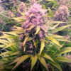 Auto Dos Si Dos fem. Barney's
