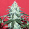 Auto Douce Nuit  1 u. fem French Touch Seeds