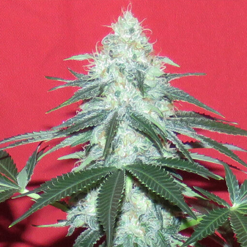 Auto Douce Nuit  5 u. fem French Touch Seeds