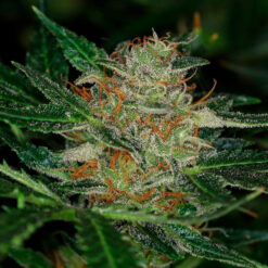 Auto Dream Sherbet fem. Kannabia Seeds