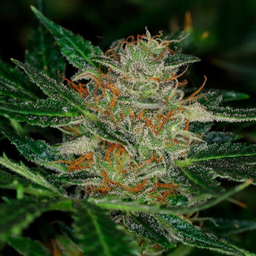 Auto Dream Sherbet fem. Kannabia Seeds