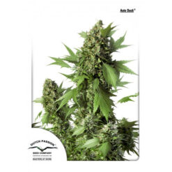 Auto Duck fem. Dutch Passion