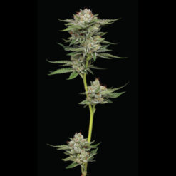 Auto Durban Poison 5 u. fem Humbold Seeds Company