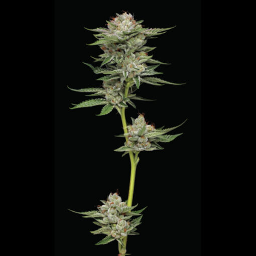 Auto Durban Poison 5 u. fem Humbold Seeds Company