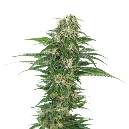 Auto Early Skunk fem. Sensi Seeds