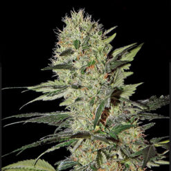 Auto Exodus Cheese fem. Green House