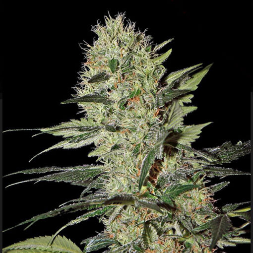Auto Exodus Cheese fem. Green House