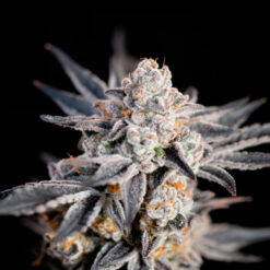 Auto Expert Gorilla. Expert Seeds