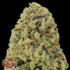 Auto Fast & Vast fem. Heavyweight Seeds