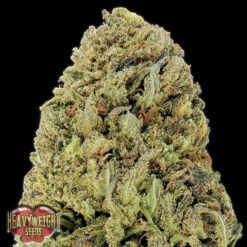Auto Fast & Vast fem. Heavyweight Seeds