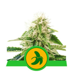 Auto Fat Banana fem. Royal Queen