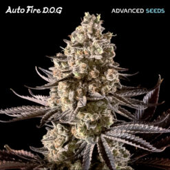 Auto Fire DOG Advanced Seeds