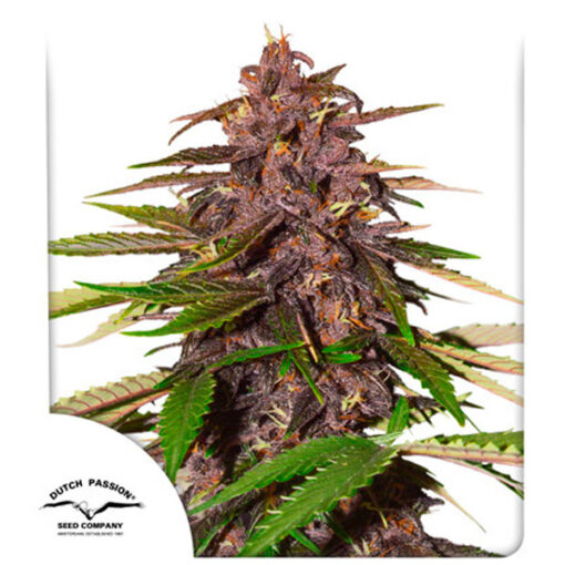 Auto Forbidden Cherry fem. Dutch Passion