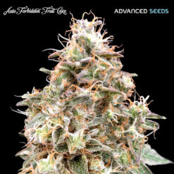 Auto Forbidden Fruit  fem. Advanced Seeds