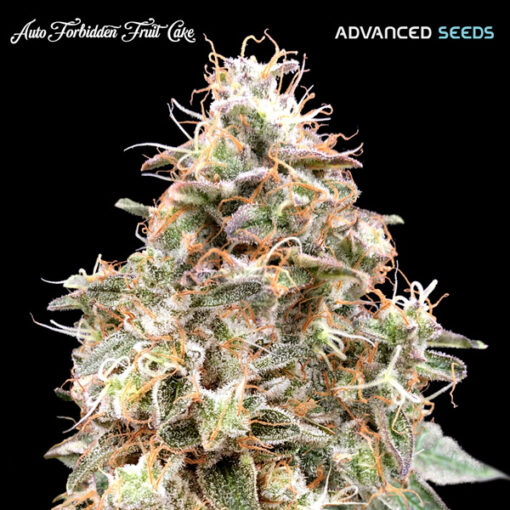 Auto Forbidden Fruit  fem. Advanced Seeds