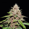 Auto Forbidden Mochi fem.  1 u. Seedstockers Superior