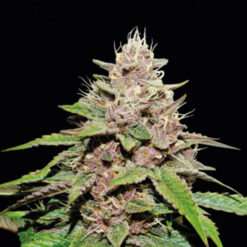 Auto Forbidden Mochi fem.  1 u. Seedstockers Superior