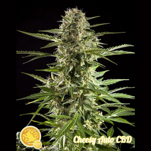 Auto Fraggle Skunk fem. Philosopher