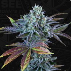 Auto French Cookies fem. 710 Limited Pack T.H. Seeds