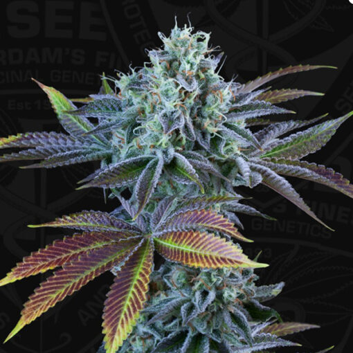 Auto French Cookies fem. 710 Limited Pack T.H. Seeds