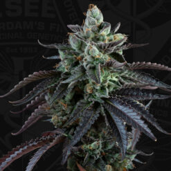 Auto French Macaron fem. 710 Limited Pack T.H. Seeds