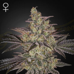 Auto Frosted Guava 10 u. fem. Green House