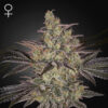 Auto Frosted Guava  5 u. fem. Green House
