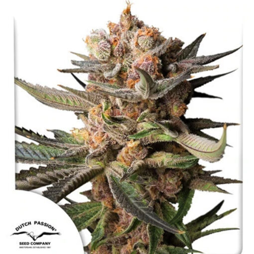 Auto Frozen Biscotti   3 u. fem. Dutch Passion