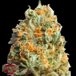 Auto Fully Loaded fem. Heavyweight Seeds