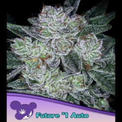 Auto Future #1 fem. Anesia