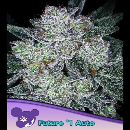Auto Future #1 fem. Anesia