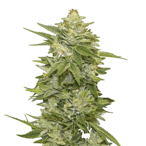 Auto GG-48 fem. Nirvana