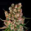 Auto GMO fem. Barney's