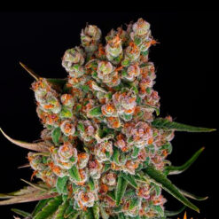 Auto GMO fem. Barney's