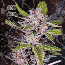Auto GSC fem. Nemeseeds