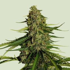 Auto Gaia F1 -  1 u. fem. Royal Queen
