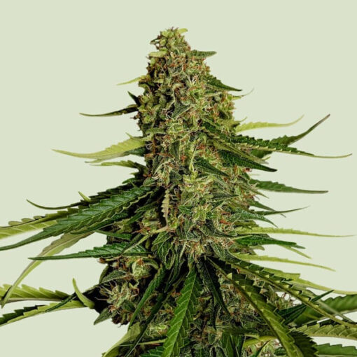 Auto Gaia F1 -  1 u. fem. Royal Queen