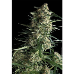 Auto Galaxy fem. Pyramid Seeds