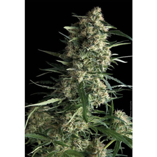 Auto Galaxy fem. Pyramid Seeds