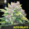 Auto Gelato fem. Black Skull Seeds
