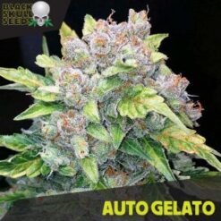Auto Gelato fem. Black Skull Seeds