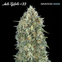 Auto Gelato #33 fem. Advanced Seeds