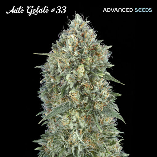 Auto Gelato #33 fem. Advanced Seeds