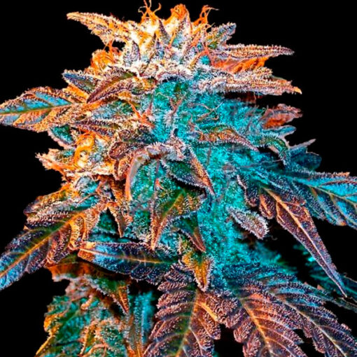 Auto Gelato fem. Female Seeds