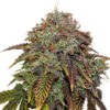 Auto Gelato 41 fem. Seedstockers