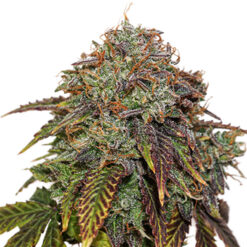 Auto Gelato 41 fem. Seedstockers