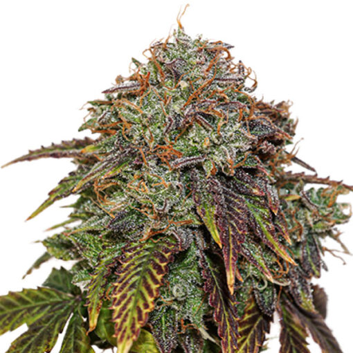 Auto Gelato 41 fem. Seedstockers
